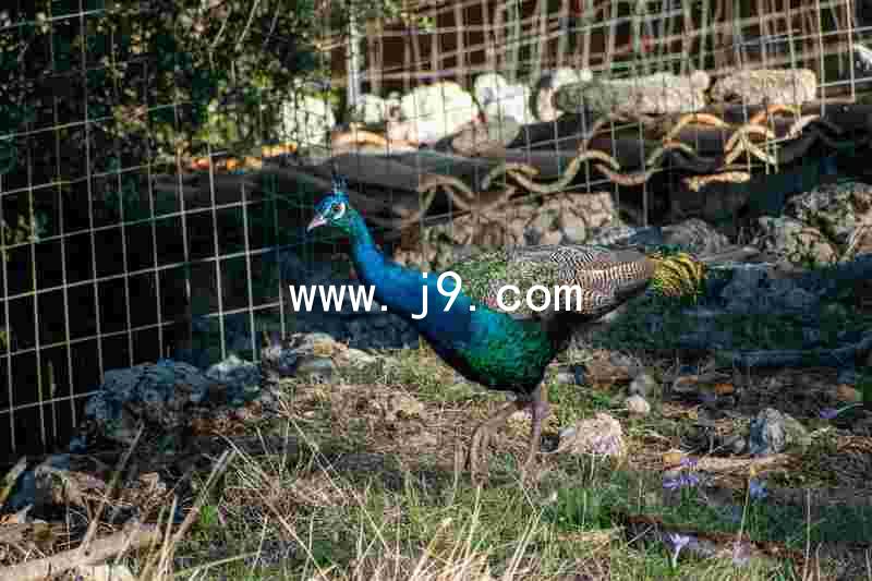www.j9.com