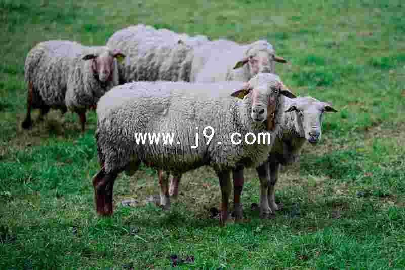 www.j9.com